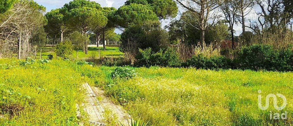 Terreno em Grândola e Santa Margarida da Serra de 41 000 m²