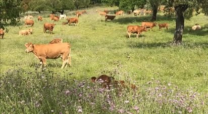 Farm land in Safara e Santo Aleixo da Restauração of 8,000,000 m²