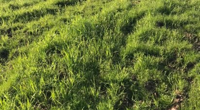 Farm land in Safara e Santo Aleixo da Restauração of 8,000,000 m²