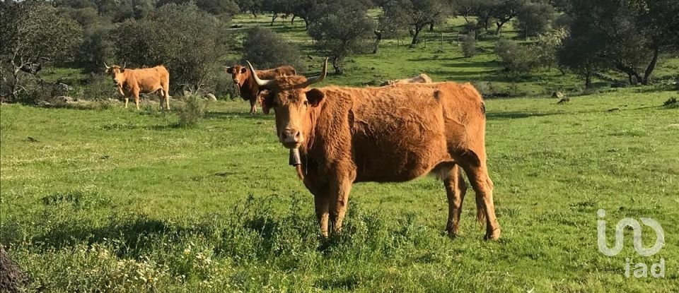 Terreno rústico em Safara e Santo Aleixo da Restauração de 8 000 000 m²