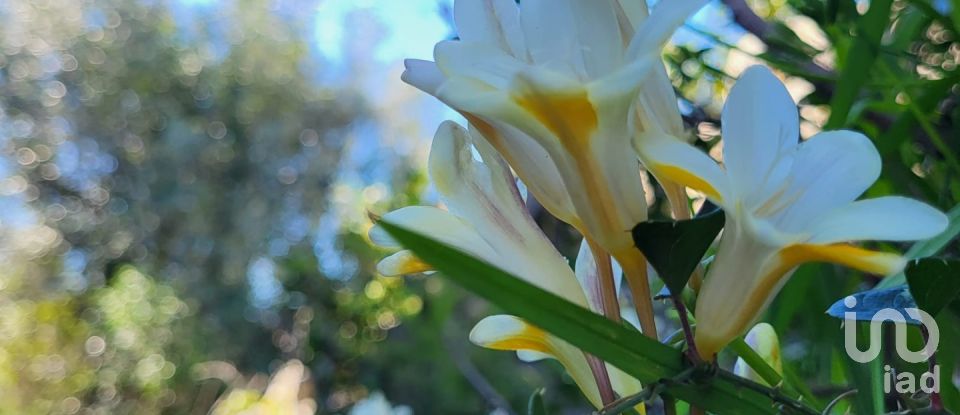 Land in São Brás de Alportel of 2,210 m²