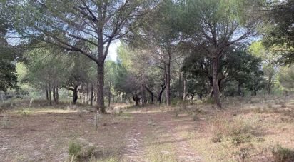 Terrain à Galveias de 28 000 m²