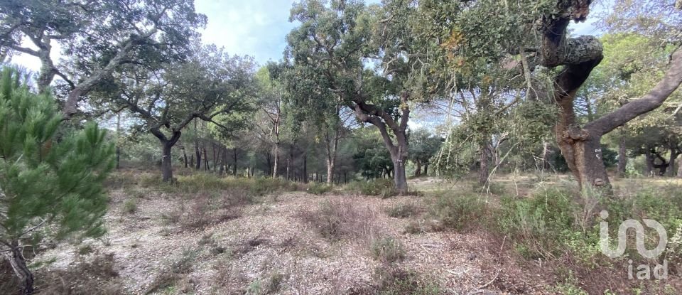 Terrain à Galveias de 28 000 m²