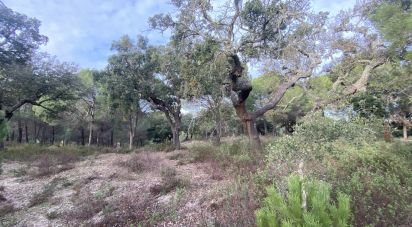 Terrain à Galveias de 28 000 m²