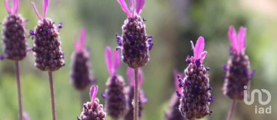 Land in Seixo da Beira of 48,000 m²