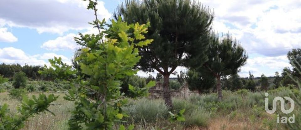 Land in Seixo da Beira of 48,000 m²