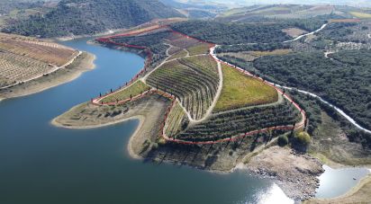 Farm T0 in Horta of 584,006 m²