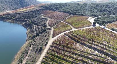 Farm T0 in Horta of 584,006 m²