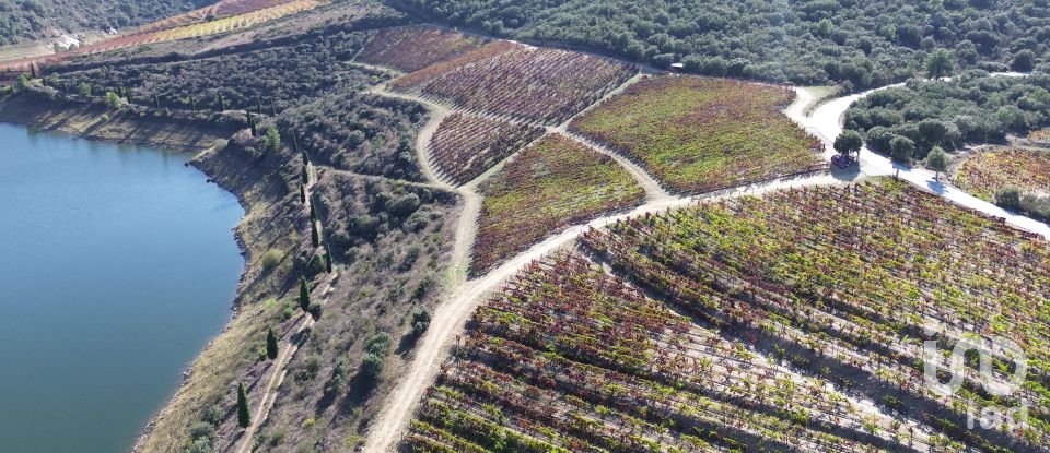 Farm T0 in Horta of 584,006 m²