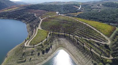 Farm T0 in Horta of 584,006 m²