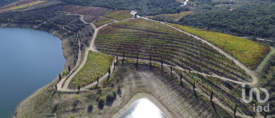 Farm T0 in Horta of 584,006 m²