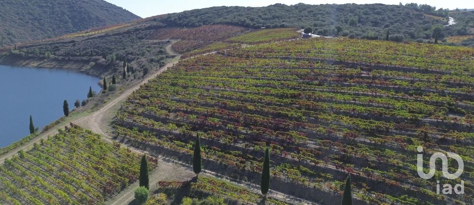 Farm T0 in Horta of 584,006 m²