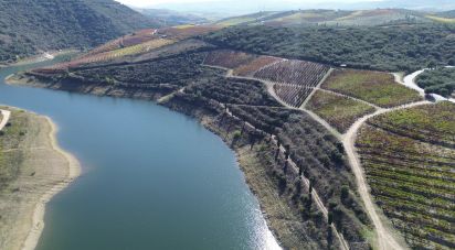 Farm T0 in Horta of 584,006 m²