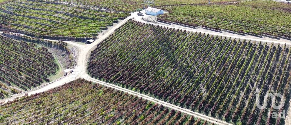 Farm T0 in Horta of 584,006 m²