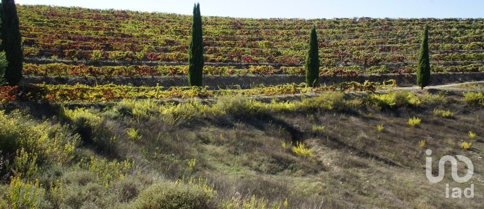 Farm T0 in Horta of 584,006 m²