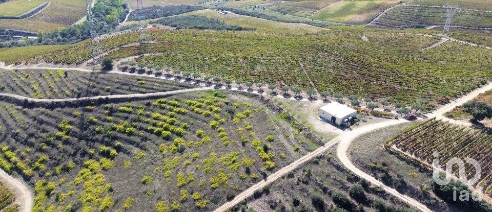 Farm T0 in Horta of 584,006 m²