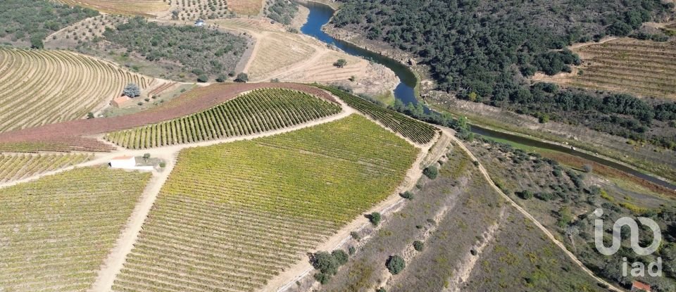 Farm T0 in Horta of 584,006 m²