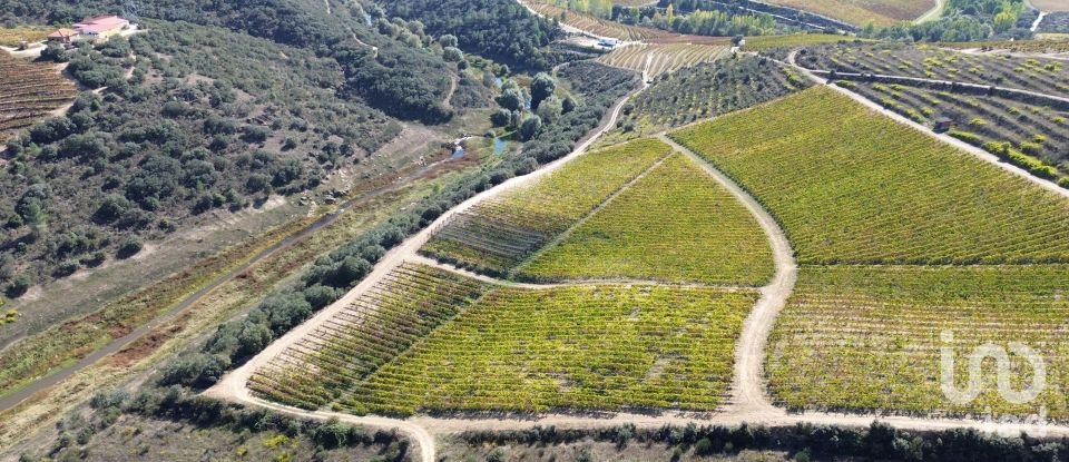 Farm T0 in Horta of 584,006 m²