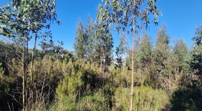 Terrain à Venda do Pinheiro e Santo Estêvão das Galés de 15 373 m²