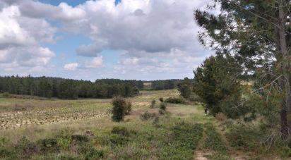 Terrain à Alpiarça de 12 400 m²