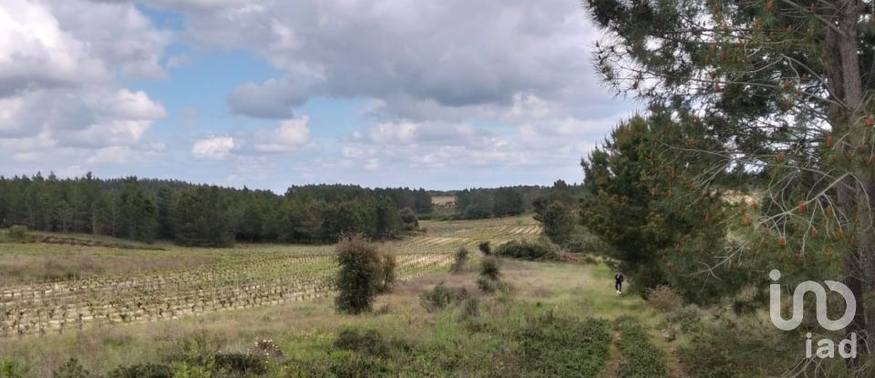 Terrain à Alpiarça de 12 400 m²