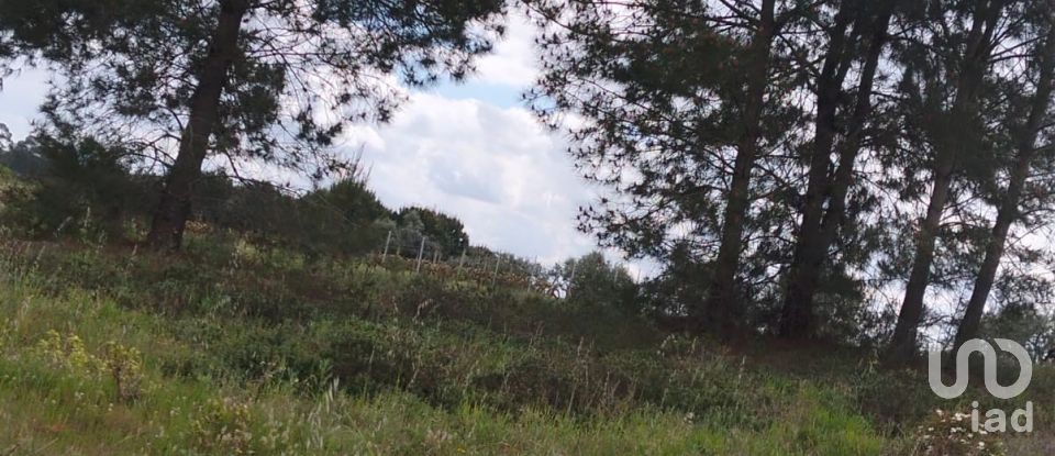 Terrain à Alpiarça de 12 400 m²