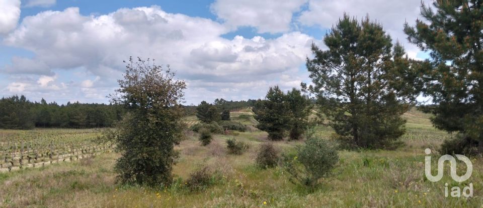 Terrain à Alpiarça de 12 400 m²