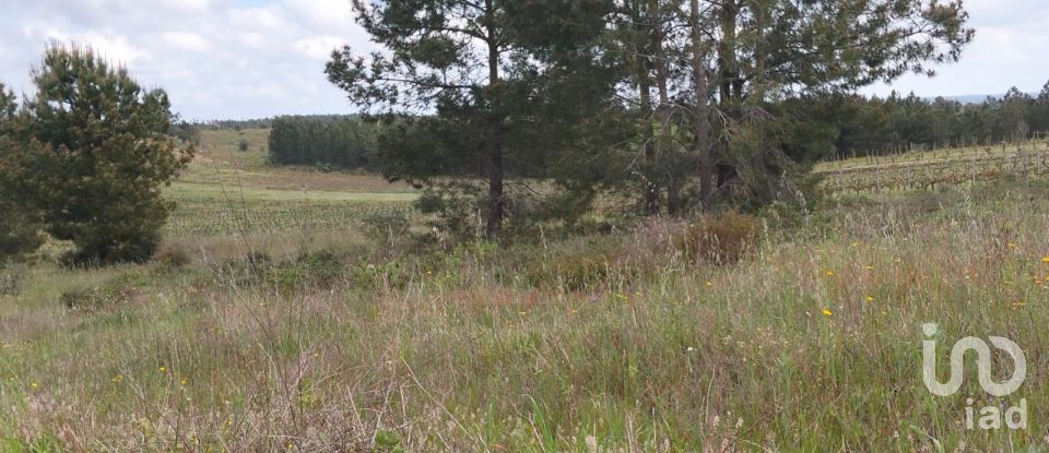 Terrain à Alpiarça de 12 400 m²