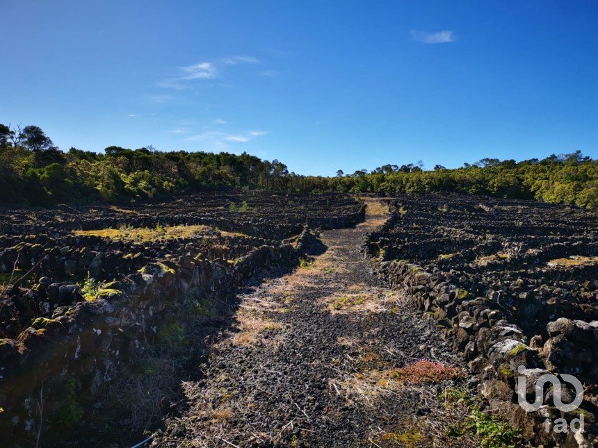 Land in Madalena of 20,010 m²