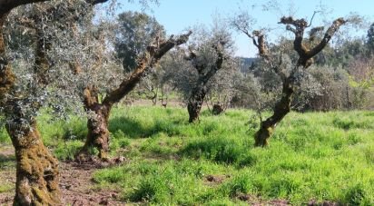 Land in Graça of 3,250 m²