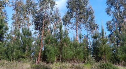 Terrain à Graça de 8 120 m²