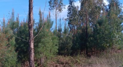 Terrain à Graça de 8 120 m²