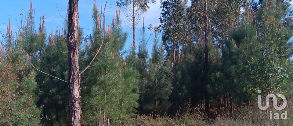 Terrain à Graça de 8 120 m²