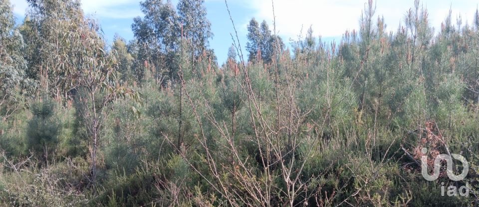 Terrain à Graça de 8 120 m²