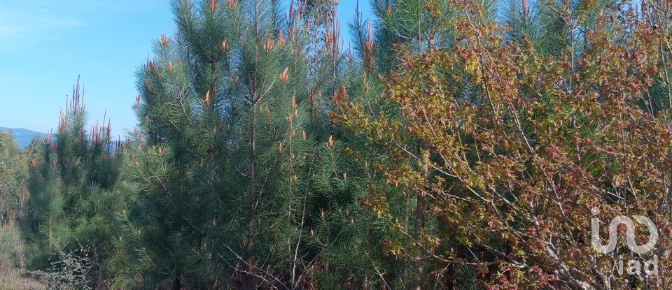 Terrain à Graça de 8 120 m²