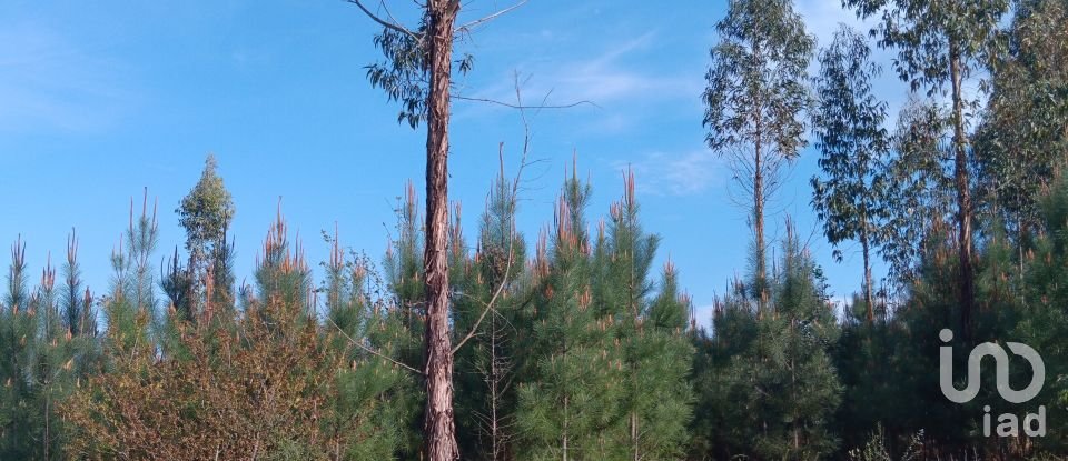 Terrain à Graça de 8 120 m²