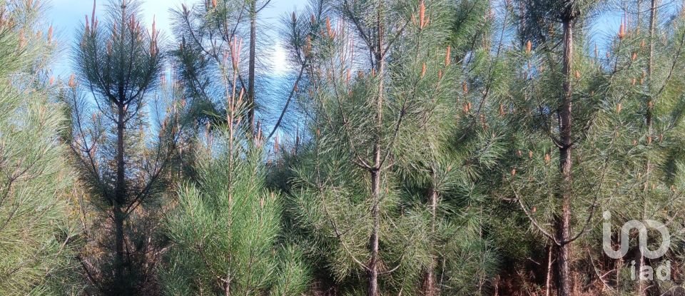 Terrain à Graça de 8 120 m²