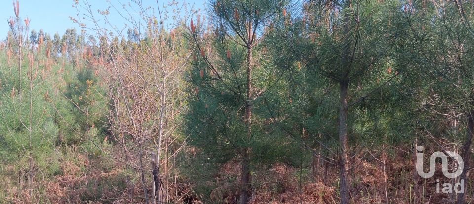 Terrain à Graça de 8 120 m²