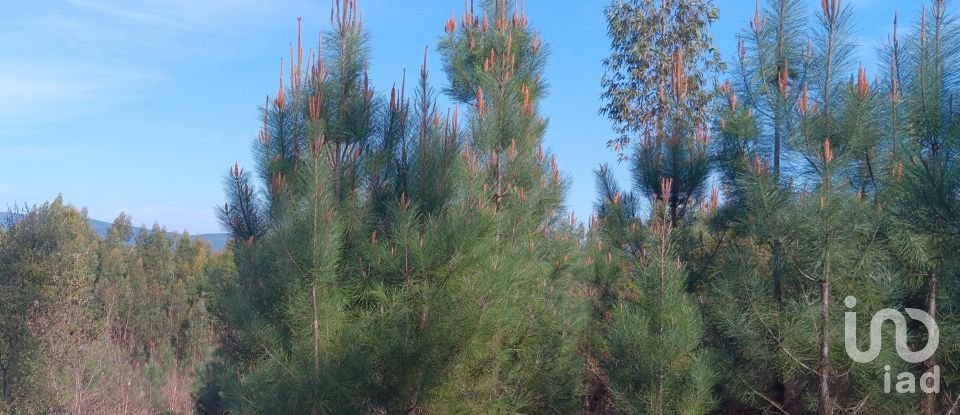 Terrain à Graça de 8 120 m²