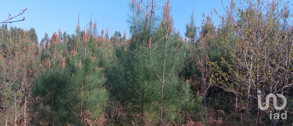 Terrain à Graça de 8 120 m²