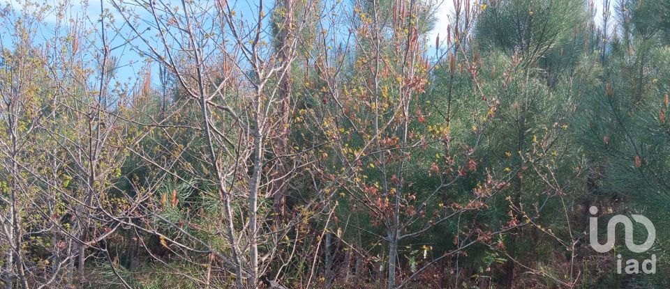 Terrain à Graça de 8 120 m²