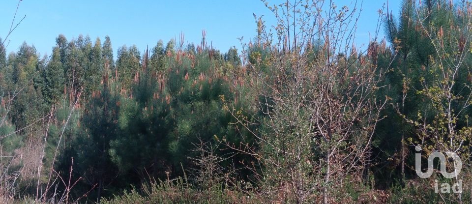 Terrain à Graça de 8 120 m²