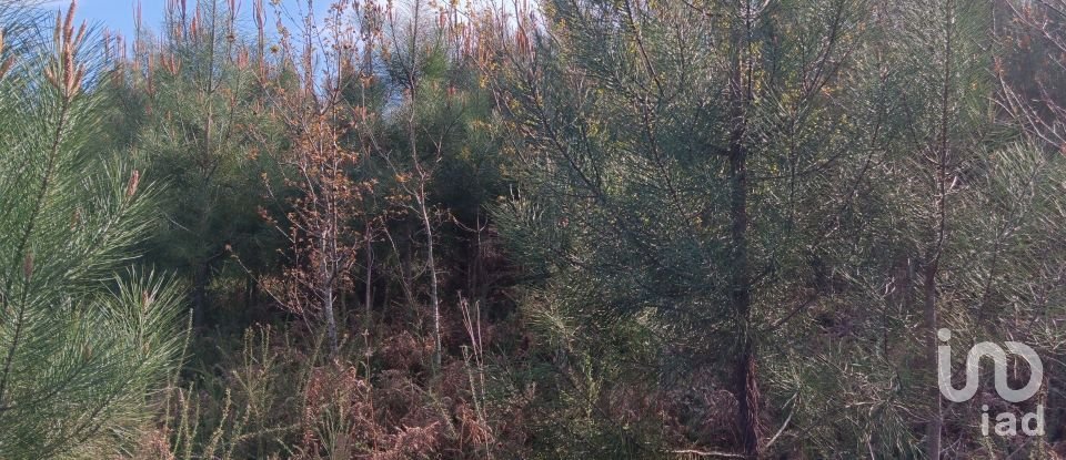 Terrain à Graça de 8 120 m²