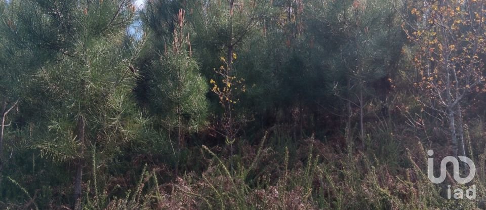 Terrain à Graça de 8 120 m²