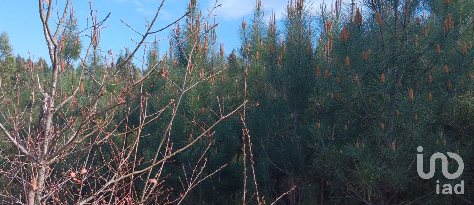 Terrain à Graça de 8 120 m²