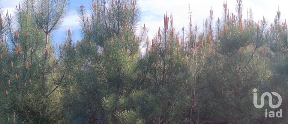 Terrain à Graça de 8 120 m²