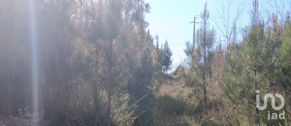 Terrain à Graça de 8 120 m²