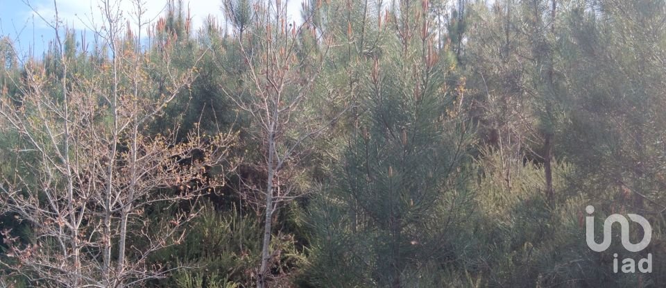 Terrain à Graça de 8 120 m²