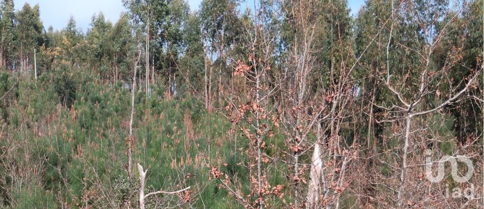 Terrain à Graça de 8 120 m²