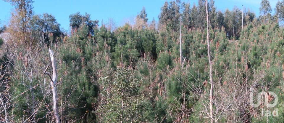 Terrain à Graça de 8 120 m²